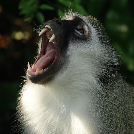 South Seas Safari @ The Bridge Apartments Saint Lucia Estuary المظهر الخارجي الصورة