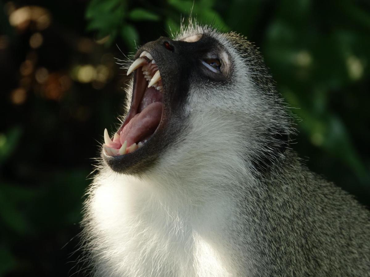 South Seas Safari @ The Bridge Apartments Saint Lucia Estuary المظهر الخارجي الصورة
